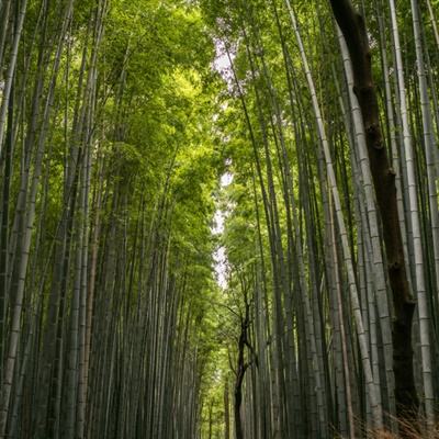 梦幻游仙记官方版下载